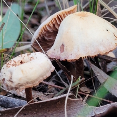 Unidentified Cap on a stem; gills below cap [mushrooms or mushroom-like] at Gungaderra Grasslands - 28 Jun 2022 by trevorpreston