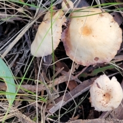 zz agaric (stem; gills not white/cream) at Kaleen, ACT - 28 Jun 2022 04:17 PM