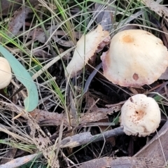 zz agaric (stem; gills not white/cream) at Kaleen, ACT - 28 Jun 2022