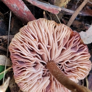 zz agaric (stem; gills not white/cream) at Kaleen, ACT - 28 Jun 2022 04:17 PM