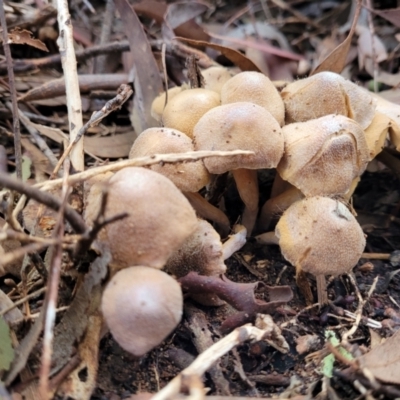 Cortinarius sp. (Cortinarius) at Gungaderra Grasslands - 28 Jun 2022 by trevorpreston