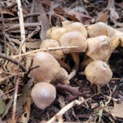 Unidentified Cap on a stem; gills below cap [mushrooms or mushroom-like] (TBC) at Kaleen, ACT - 28 Jun 2022 by trevorpreston