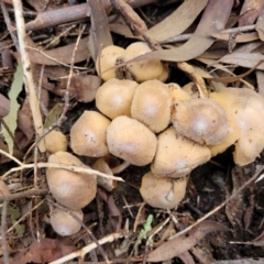 Cortinarius sp. at Kaleen, ACT - 28 Jun 2022 04:19 PM