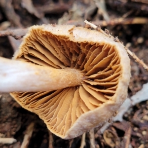 Cortinarius sp. at Kaleen, ACT - 28 Jun 2022 04:19 PM