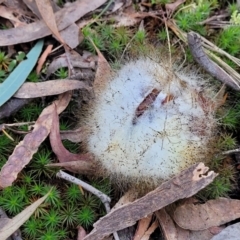 Mucorales (Pin moulds) at Gungaderra Grasslands - 28 Jun 2022 by trevorpreston