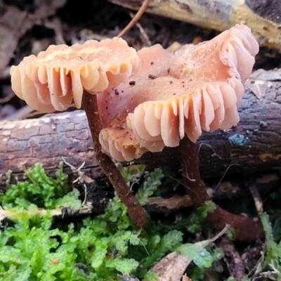 Unidentified Cap on a stem; gills below cap [mushrooms or mushroom-like] at Crace, ACT - 28 Jun 2022 by trevorpreston