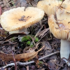 zz agaric (stem; gills white/cream) at Crace, ACT - 28 Jun 2022 by trevorpreston