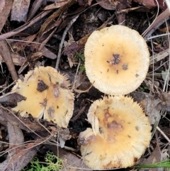 zz agaric (stem; gills white/cream) at Crace, ACT - 28 Jun 2022