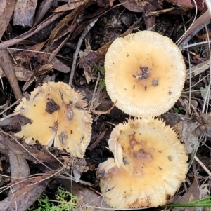 zz agaric (stem; gills white/cream) at Crace, ACT - 28 Jun 2022