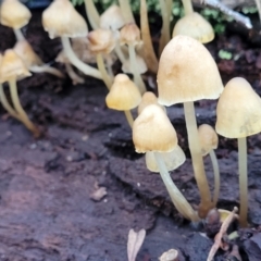 Mycena sp. (Mycena) at Gungaderra Grasslands - 28 Jun 2022 by trevorpreston