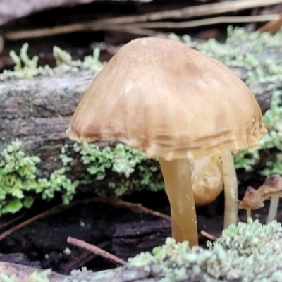 Unidentified Cap on a stem; gills below cap [mushrooms or mushroom-like] at Crace, ACT - 28 Jun 2022 by trevorpreston