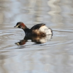 Tachybaptus novaehollandiae (Australasian Grebe) at Evatt, ACT - 28 Jun 2022 by AlisonMilton