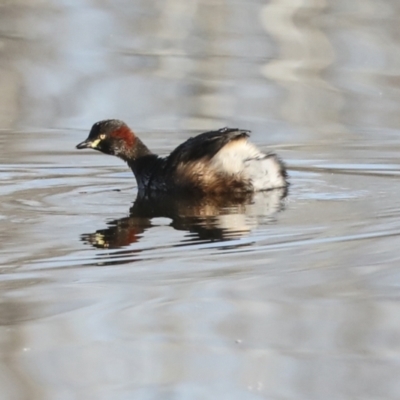 Tachybaptus novaehollandiae (Australasian Grebe) at Evatt, ACT - 28 Jun 2022 by AlisonMilton