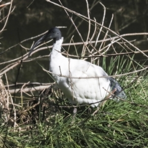 Threskiornis molucca at Latham, ACT - 28 Jun 2022