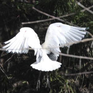 Threskiornis molucca at Latham, ACT - 28 Jun 2022