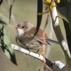 Malurus cyaneus (Superb Fairywren) at Melba, ACT - 28 Jun 2022 by AlisonMilton