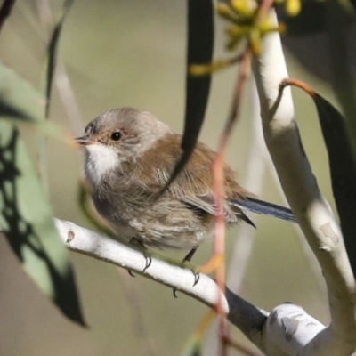 Malurus cyaneus (Superb Fairywren) at Melba, ACT - 28 Jun 2022 by AlisonMilton