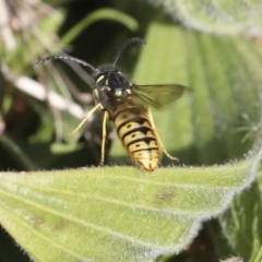 Vespula germanica (European Wasp, German Yellowjacket Wasp) at Latham, ACT - 28 Jun 2022 by AlisonMilton
