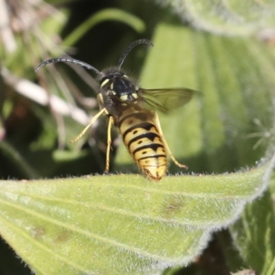 Vespula germanica (European Wasp, German Yellowjacket Wasp) at Latham, ACT - 28 Jun 2022 by AlisonMilton