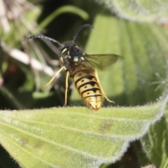 Vespula germanica (European wasp) at Latham, ACT - 28 Jun 2022 by AlisonMilton