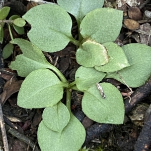 Pterostylidinae (greenhood alliance) at Jerrabomberra, NSW - 25 Jun 2022