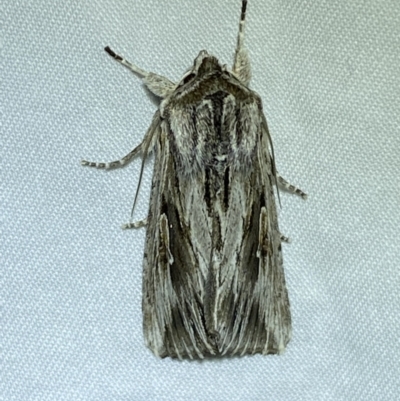 Persectania ewingii (Southern Armyworm) at Jerrabomberra, NSW - 28 Jun 2022 by SteveBorkowskis