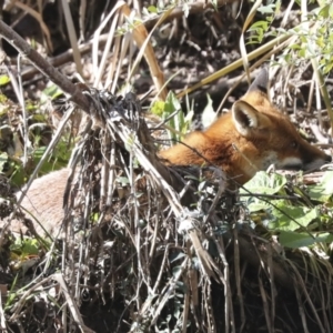 Vulpes vulpes at Latham, ACT - 28 Jun 2022 01:42 PM