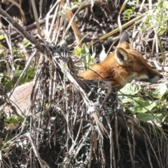 Vulpes vulpes at Latham, ACT - 28 Jun 2022 01:42 PM