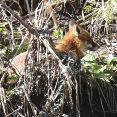 Vulpes vulpes at Latham, ACT - 28 Jun 2022 01:42 PM