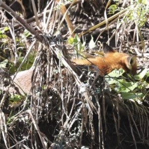 Vulpes vulpes at Latham, ACT - 28 Jun 2022