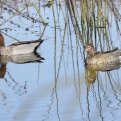 Chenonetta jubata (Australian Wood Duck) at Evatt, ACT - 28 Jun 2022 by AlisonMilton