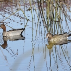 Chenonetta jubata at Evatt, ACT - 28 Jun 2022