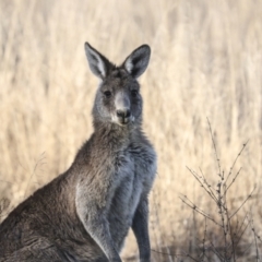 Macropus giganteus (Eastern Grey Kangaroo) at Belconnen, ACT - 28 Jun 2022 by AlisonMilton