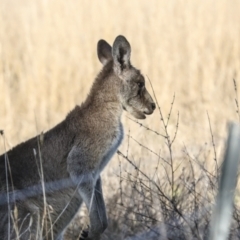 Macropus giganteus at Belconnen, ACT - 28 Jun 2022 04:37 PM