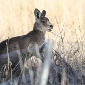 Macropus giganteus at Belconnen, ACT - 28 Jun 2022 04:37 PM