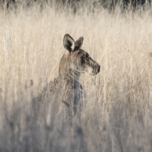 Macropus giganteus at Belconnen, ACT - 28 Jun 2022 04:37 PM