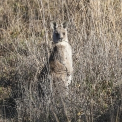 Macropus giganteus at Belconnen, ACT - 28 Jun 2022 04:37 PM