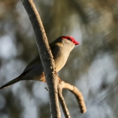 Neochmia temporalis (Red-browed Finch) at Belconnen, ACT - 28 Jun 2022 by AlisonMilton