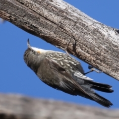 Cormobates leucophaea (White-throated Treecreeper) at Tennent, ACT - 27 Jun 2022 by jb2602