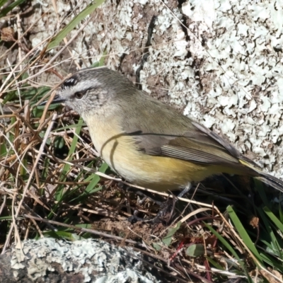 Acanthiza chrysorrhoa (Yellow-rumped Thornbill) at Tennent, ACT - 27 Jun 2022 by jb2602