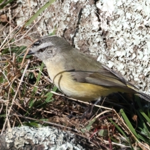 Acanthiza chrysorrhoa at Tennent, ACT - 27 Jun 2022