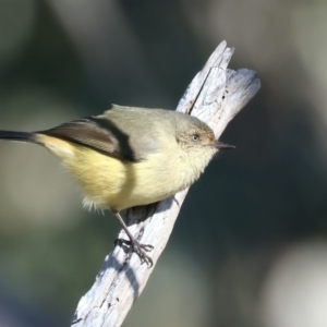 Acanthiza reguloides at Tennent, ACT - 27 Jun 2022