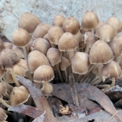 Mycena sp. (genus) (Mycena) at Crace, ACT - 28 Jun 2022 by trevorpreston