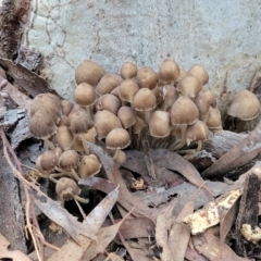 Mycena sp. at Crace, ACT - 28 Jun 2022