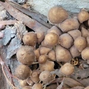 Mycena sp. at Crace, ACT - 28 Jun 2022