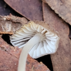 Mycena sp. at Crace, ACT - 28 Jun 2022