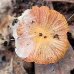 Laccaria sp. (Laccaria) at Bruce Ridge - 29 Jun 2022 by trevorpreston