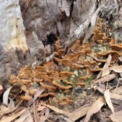 Phellinus sp. (non-resupinate) (A polypore) at Bruce Ridge - 29 Jun 2022 by trevorpreston