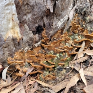 Phellinus sp. (non-resupinate) at Bruce, ACT - 29 Jun 2022