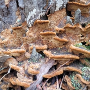 Phellinus sp. (non-resupinate) at Bruce, ACT - 29 Jun 2022